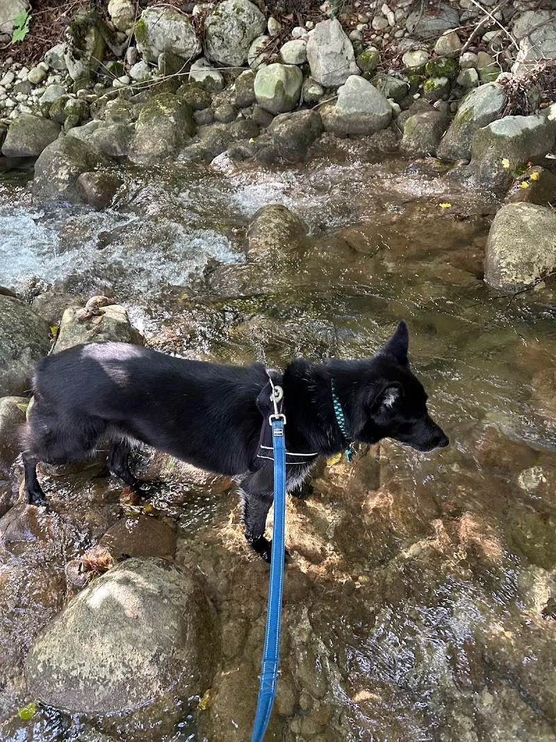 Premium Pet Care — Pension pour chats, Gland, Vaud. Foto 3