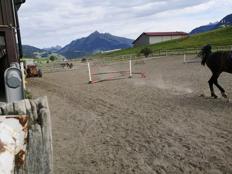 Ranch d’Aigle — Katzenpension in Aigle, Waadt. Bewertung 5.0/5.
