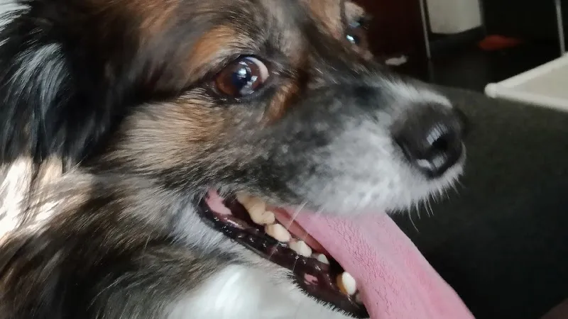 Simpson Services Animalier — Katzenpension in Saxon, Wallis. Bewertung 5.0/5.