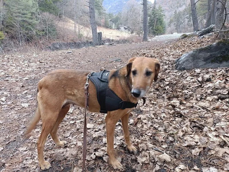 Simpson Services Animalier — Pension pour chats, Saxon, Valais. Foto 2