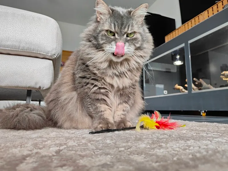 Simpson Services Animalier — Pension pour chats, Saxon, Valais. Foto 3