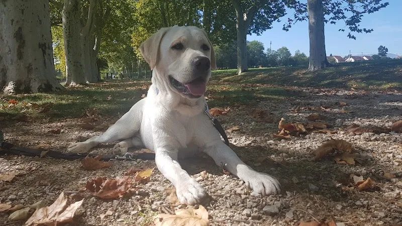 Taxi Cats & Dogs — Katzenpension, Nyon, Waadt. Foto 2