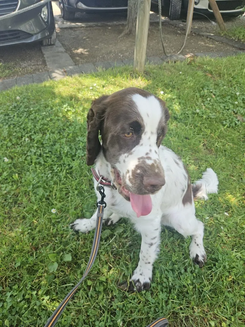 Taxi Cats & Dogs — Katzenpension, Nyon, Waadt. Foto 3