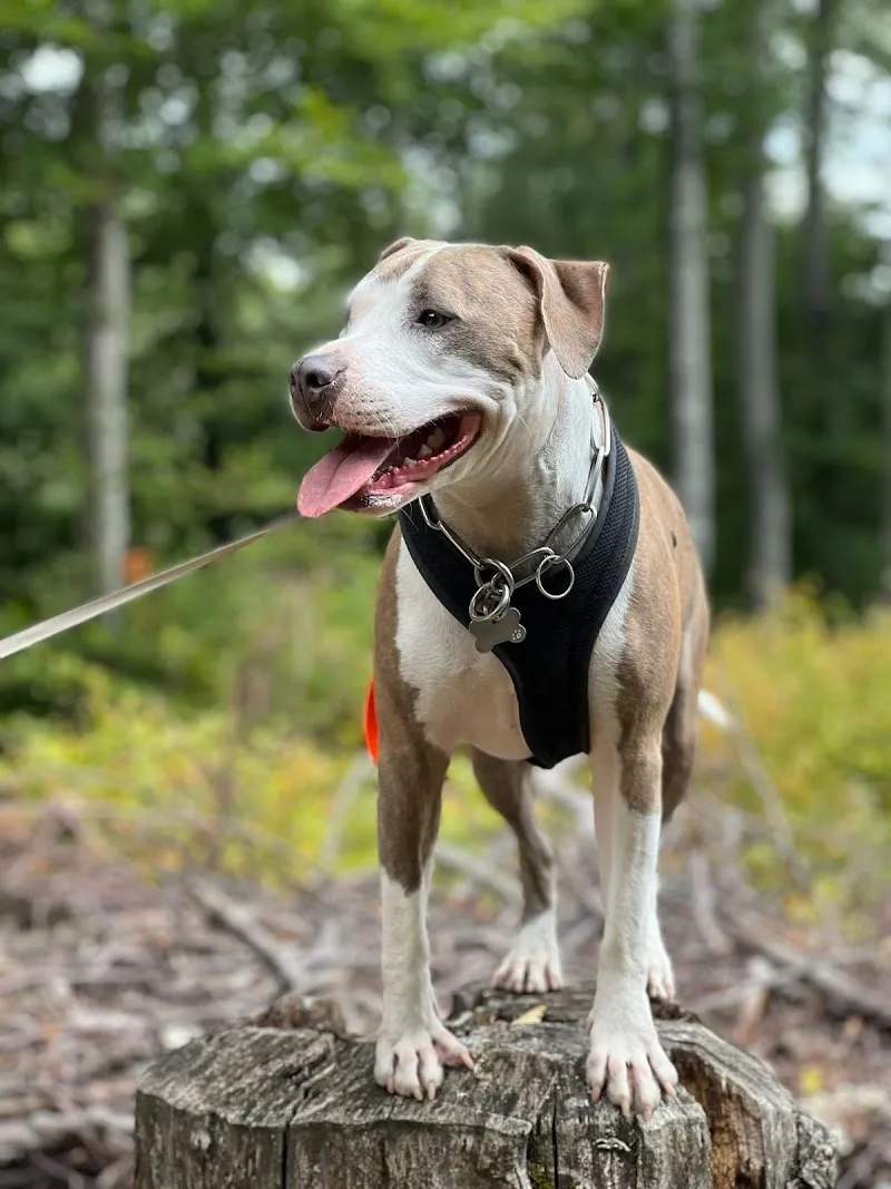 The Pet's Paradise — Katzenpension in Blonay, Waadt. Bewertung 3.5/5.