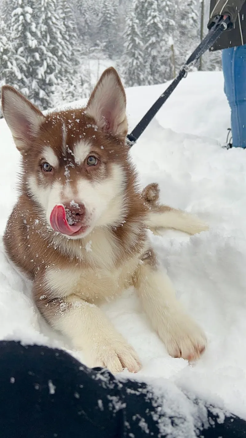 The Pet's Paradise — Katzenpension, Blonay, Waadt. Foto 3