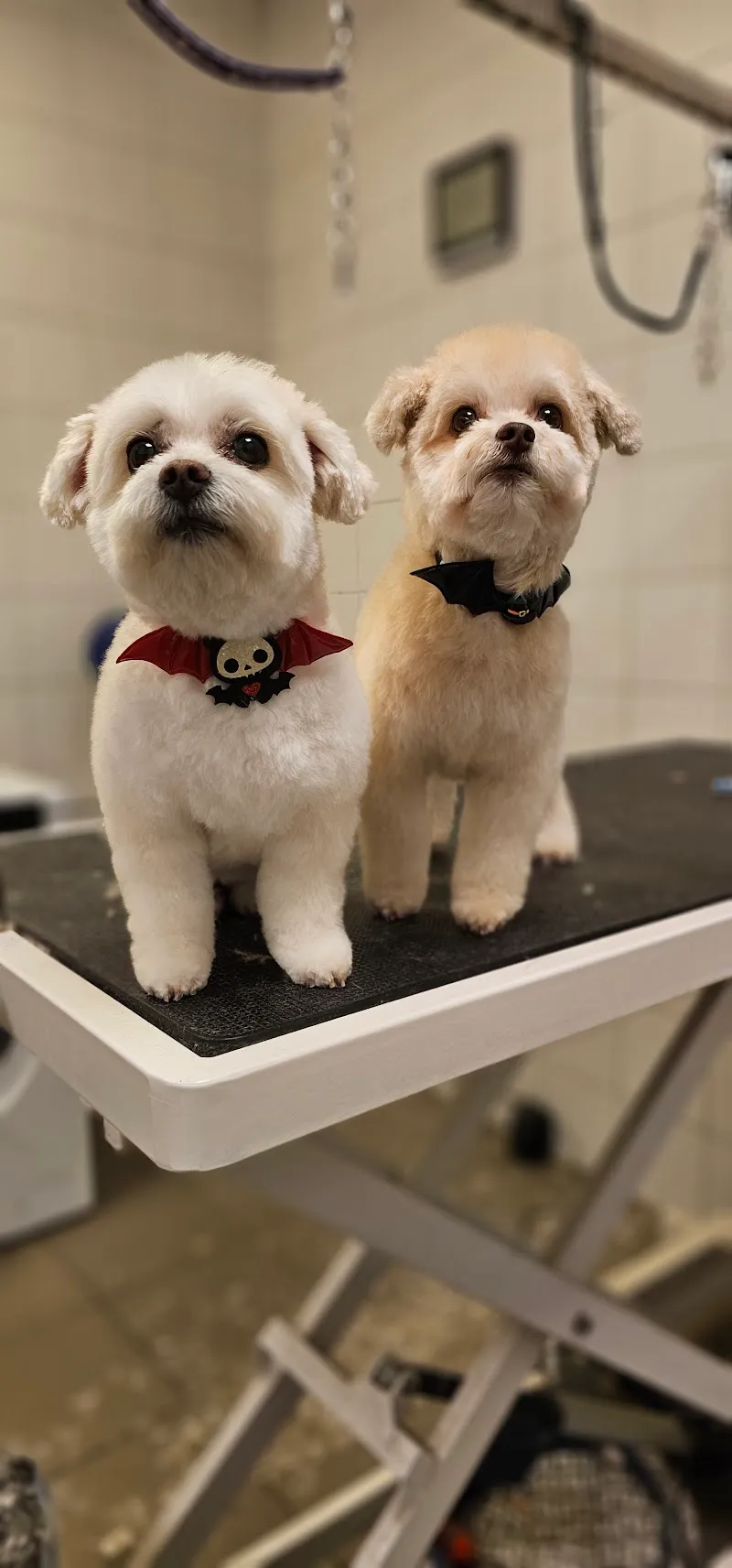 Toutou Pour Plaire — Pension pour chats, Aigle, Vaud. Foto 2