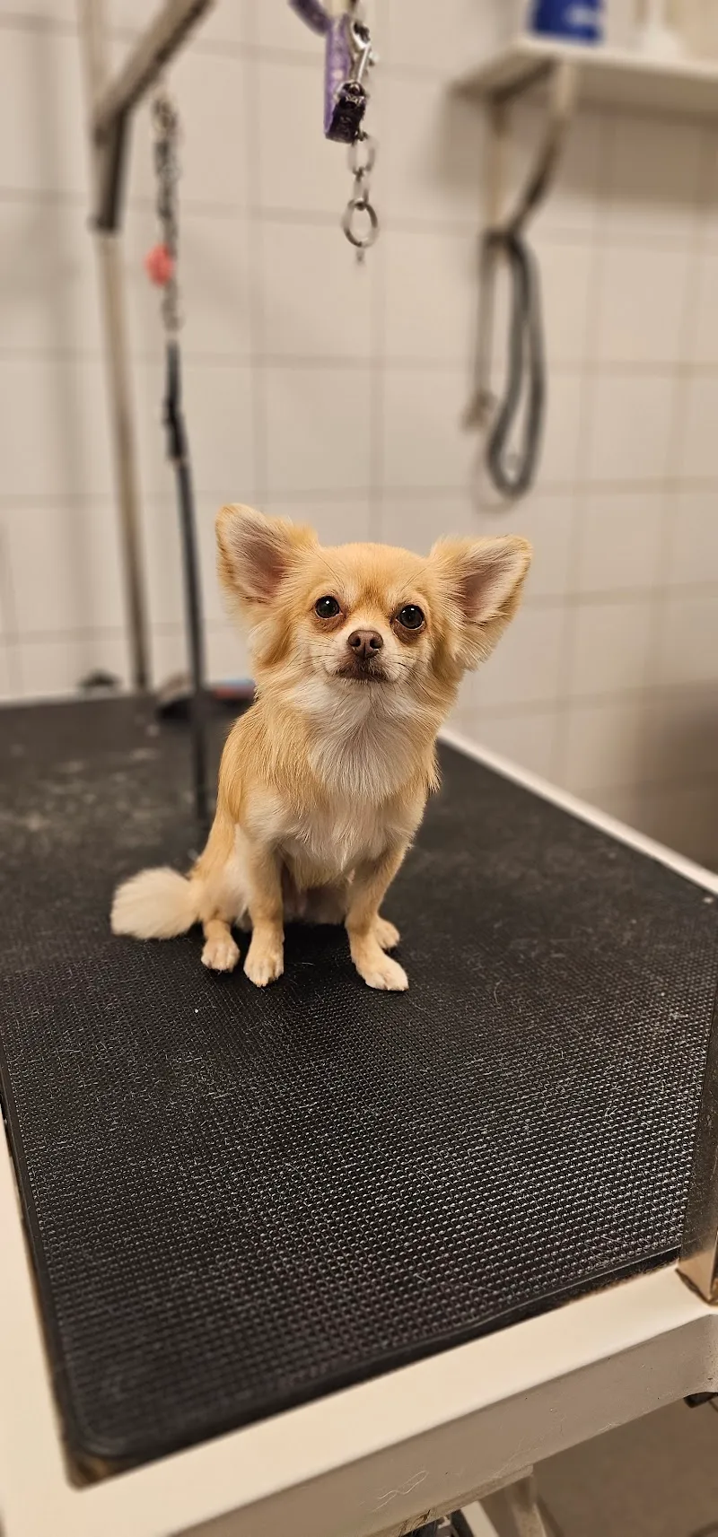 Toutou Pour Plaire — Pension pour chats, Aigle, Vaud. Foto 3