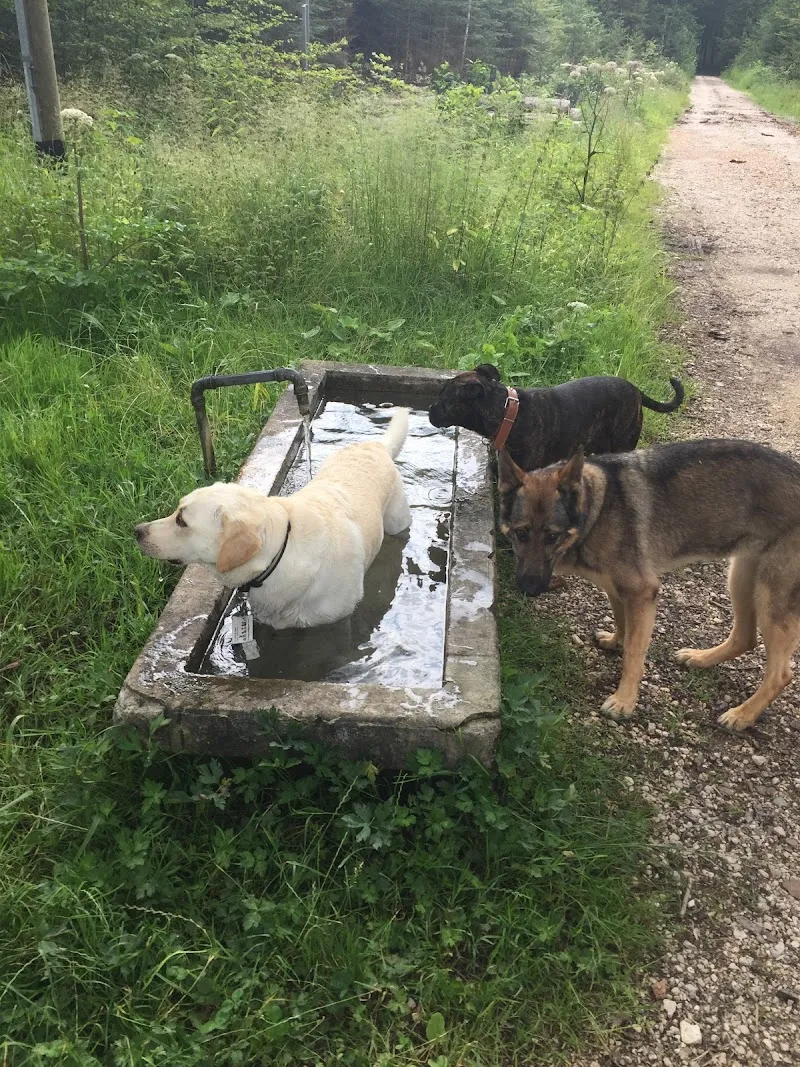 Truffes & Co. — Katzenpension, Etoy, Waadt. Foto 3