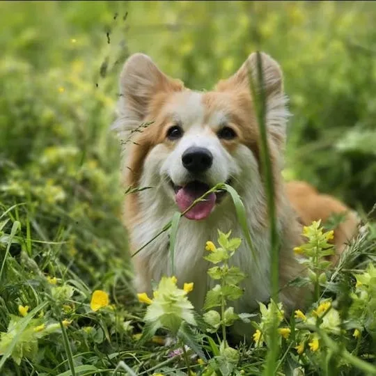 Truffes & Moustaches — Katzenpension in Lausanne, Waadt. Bewertung 5.0/5.