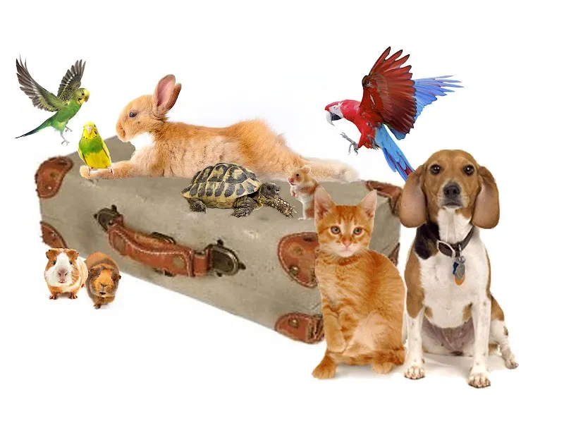 Small Pet World — Katzenpension in Bischofszell, Thurgau. Bewertung 5.0/5.