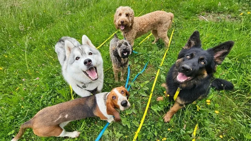 Waaf Gang | Pension pour chien, Éducation & Nutrition — Katzenpension, Aran, Waadt. Foto 2