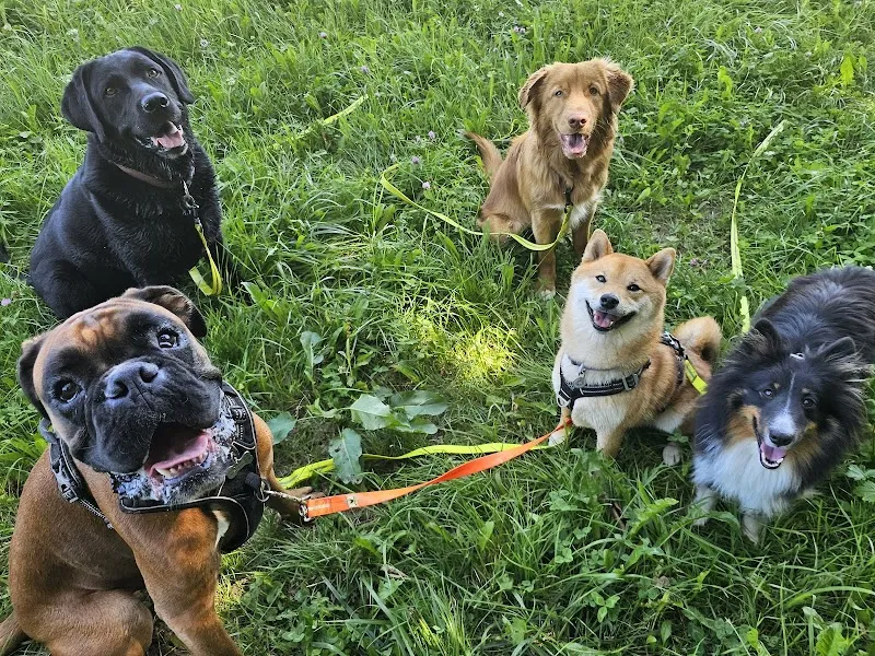 Waaf Gang | Pension pour chien, Éducation & Nutrition — Katzenpension, Aran, Waadt. Foto 3