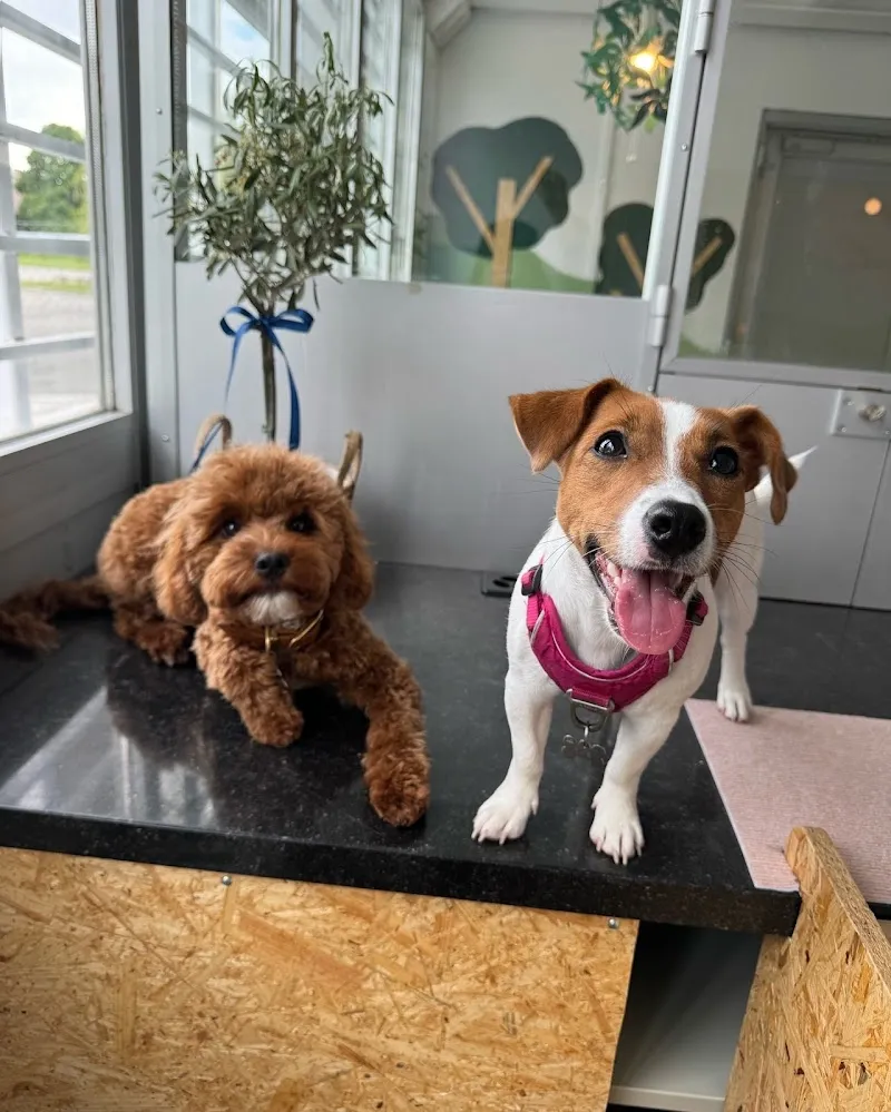 Woofy: Garderie & Pension-Hôtel pour Chien — Katzenpension, Lausanne, Waadt. Foto 2