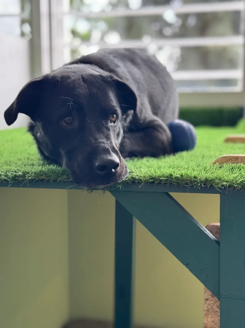 Woofy: Garderie & Pension-Hôtel pour Chien — Katzenpension, Lausanne, Waadt. Foto 3