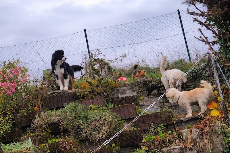 Âme de pattes — Katzenpension in Maracon, Waadt. Bewertung 5.0/5.