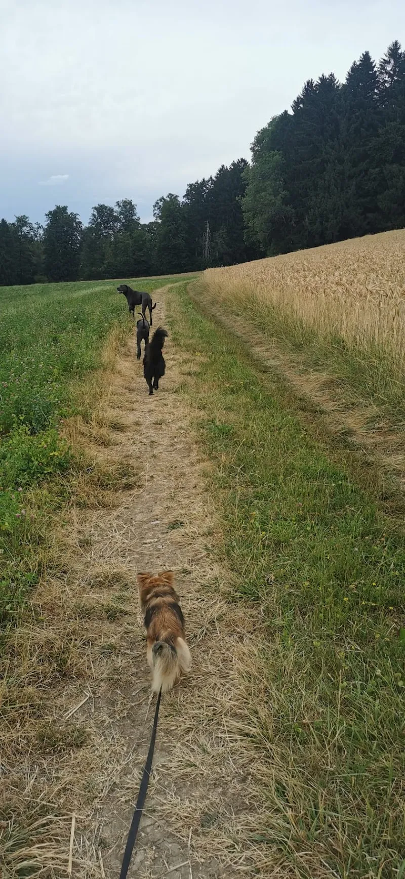 Âme de pattes — Katzenpension, Maracon, Waadt. Foto 3