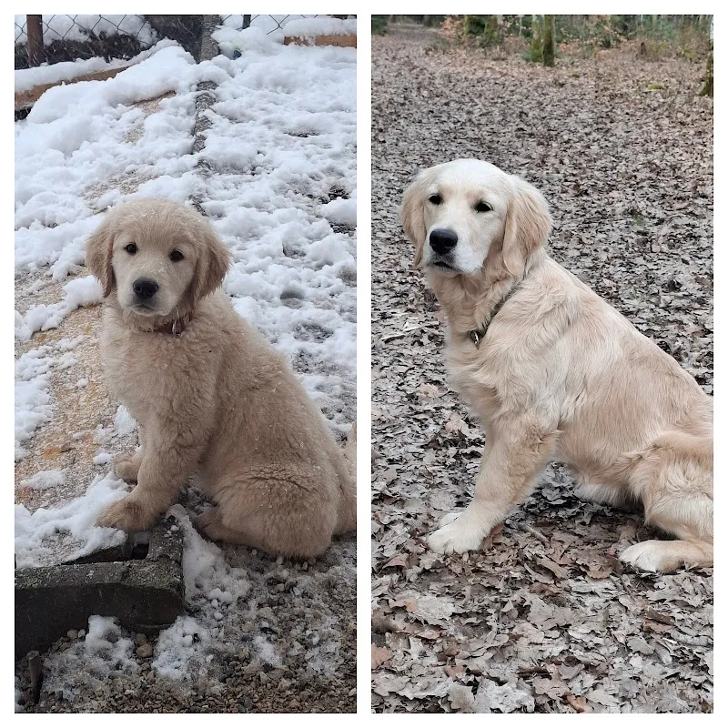 Élevage & pension du soleil des bois — Katzenpension in Ballaigues, Waadt. Bewertung 5.0/5.