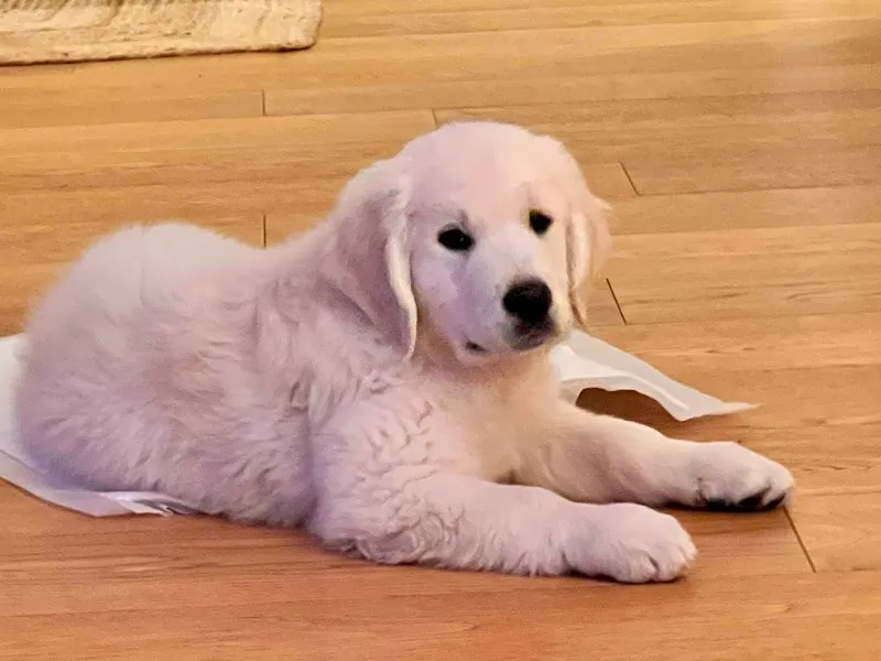 Élevage & pension du soleil des bois — Pensione per gatti, Ballaigues, Vaud. Foto 2