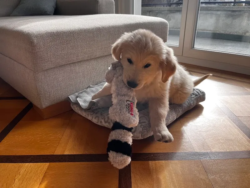 Élevage & pension du soleil des bois — Pensione per gatti, Ballaigues, Vaud. Foto 3