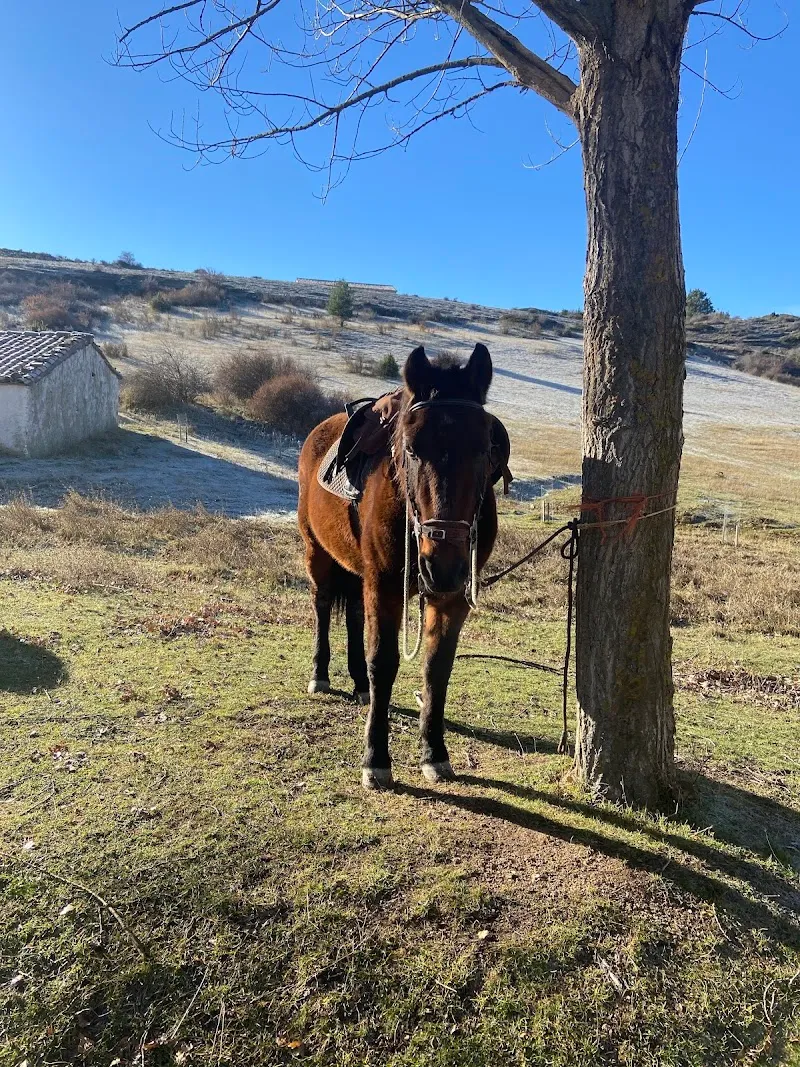 Caring for your animals — Katzenpension, Verbier, Wallis. Foto 2
