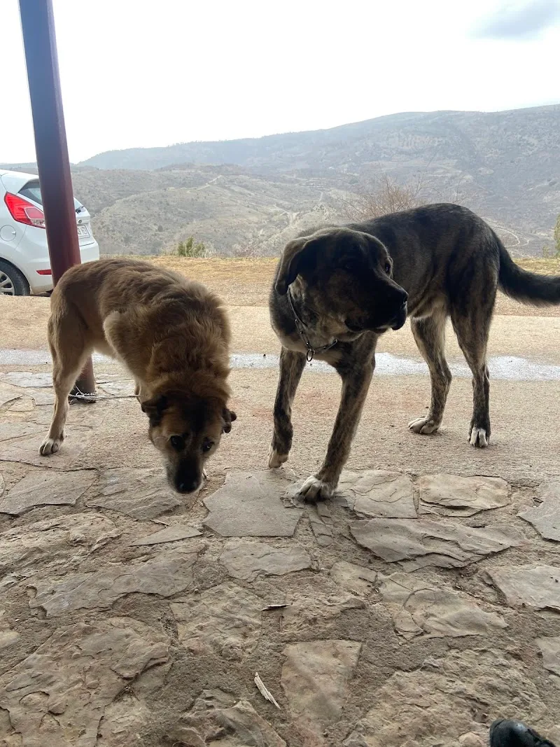 Caring for your animals — Katzenpension, Verbier, Wallis. Foto 3