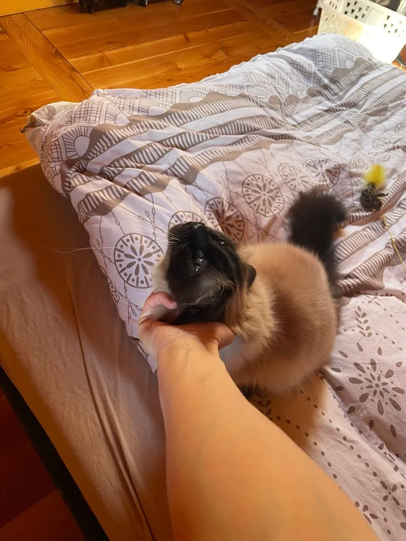 Cathéco | Comportementaliste chat et Cat-sitting en Valais | Marlene Piallasse — Katzenpension in Chalais, Wallis. Bewertung 5.0/5.