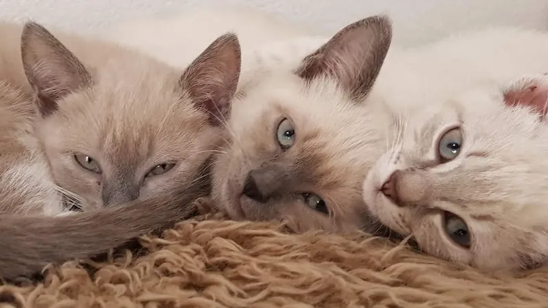 Chats & Moi - Comportementaliste chat et Catsitting basé à St-Maurice en Valais. — Katzenpension in Saint-Maurice, Wallis. Bewertung 5.0/5.