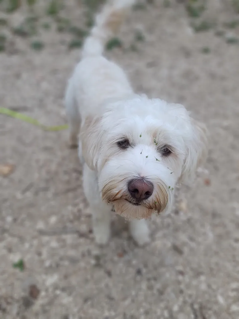 Hund&Herz — Katzenpension in Liestal, Basel-Landschaft. Bewertung 5.0/5.