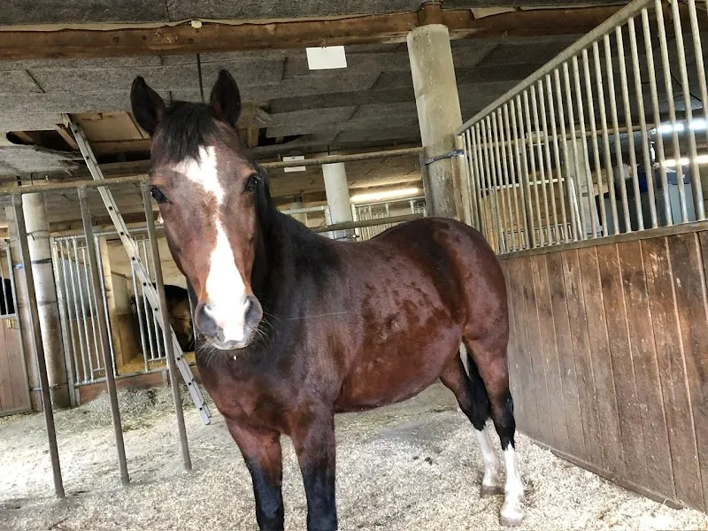 Ferme Ecurie des Ronquoz — Katzenpension in Sion, Wallis. Bewertung 4.5/5.