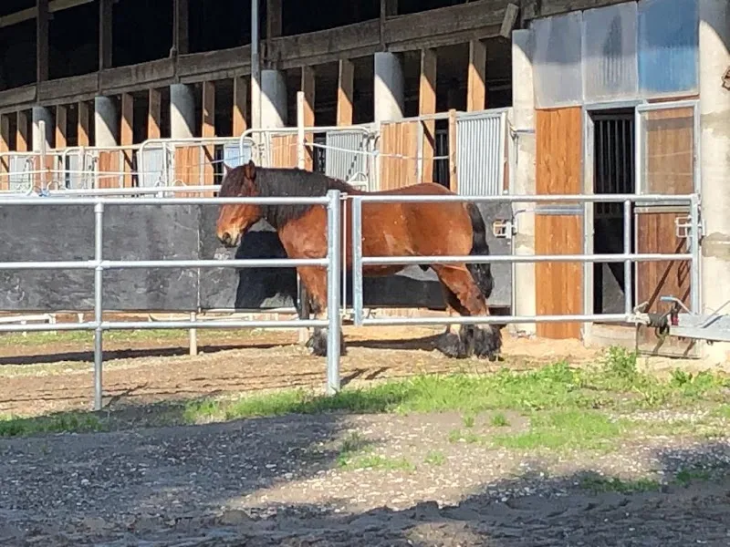 Ferme Ecurie des Ronquoz — Katzenpension, Sion, Wallis. Foto 2