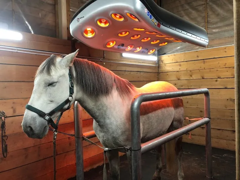 Ferme Ecurie des Ronquoz — Katzenpension, Sion, Wallis. Foto 3