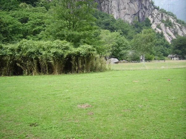 Happy Farm Pensione per cani e gatti — Katzenpension in Moghegno-Aurigeno, Tessin. Bewertung 4.8/5.