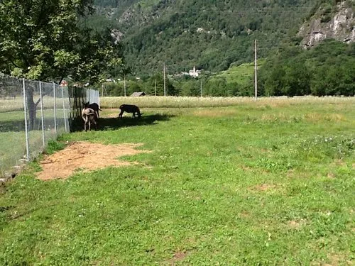 Happy Farm Pensione per cani e gatti — Pension pour chats, Moghegno-Aurigeno, Tessin. Foto 2