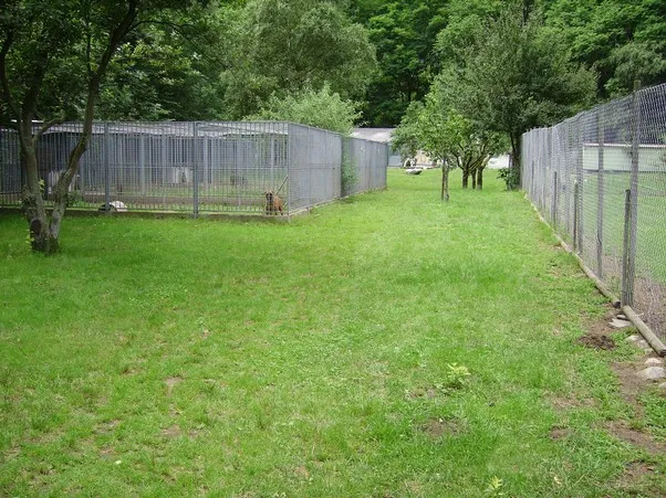 Happy Farm Pensione per cani e gatti — Pension pour chats, Moghegno-Aurigeno, Tessin. Foto 3