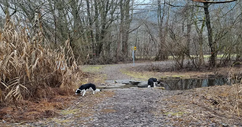La Bonne Patte — Pension pour chats, Sierre, Valais. Foto 2