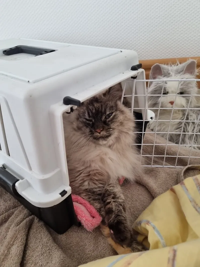 La Bonne Patte — Pension pour chats, Sierre, Valais. Foto 3