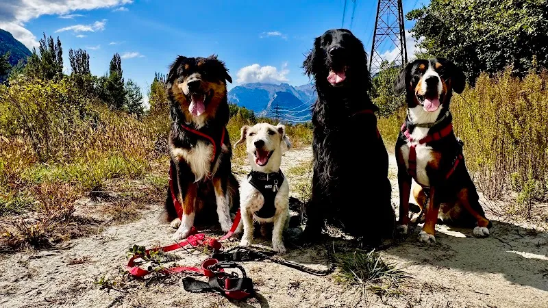 Les Pattes-Trotters — Katzenpension, Aproz, Wallis. Foto 2