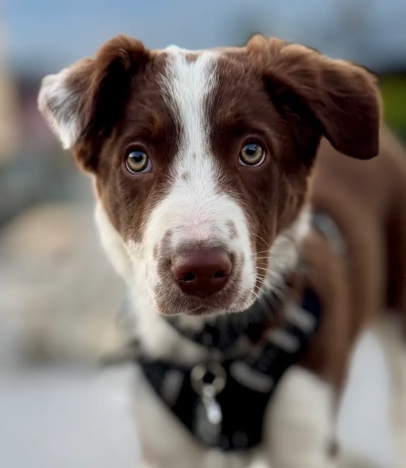Les Pattes-Trotters — Katzenpension, Aproz, Wallis. Foto 3