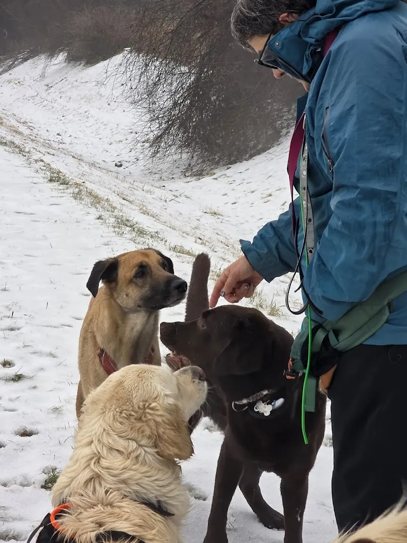 Luckydogwalking — Katzenpension in Fully, Wallis. Bewertung 3.7/5.