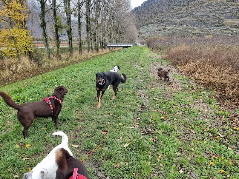Luckydogwalking — Pension pour chats, Fully, Valais. Foto 2