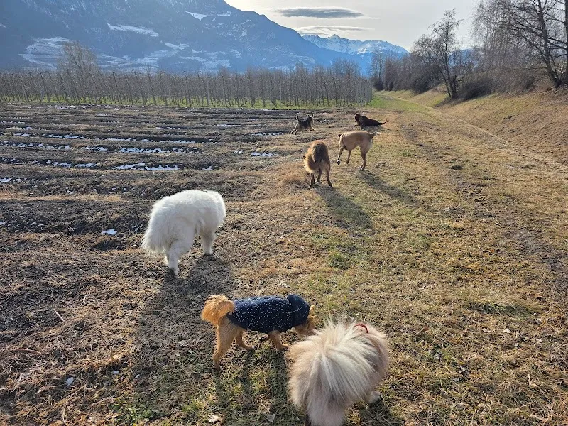 Luckydogwalking — Pension pour chats, Fully, Valais. Foto 3