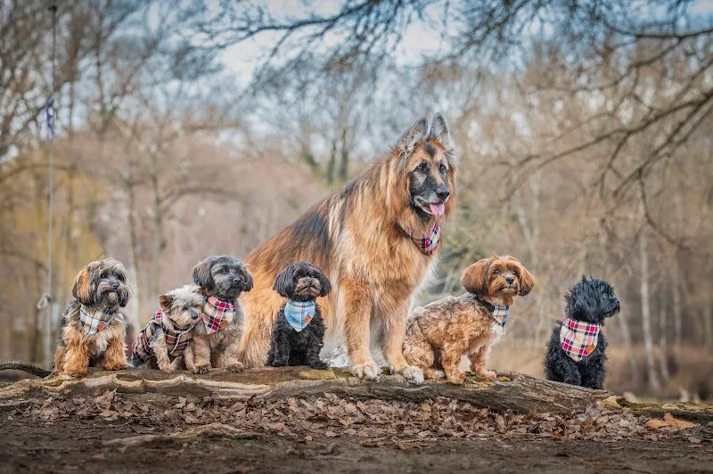 Mit Herz und Hund — Katzenpension in Bitsch, Wallis. Bewertung 5.0/5.