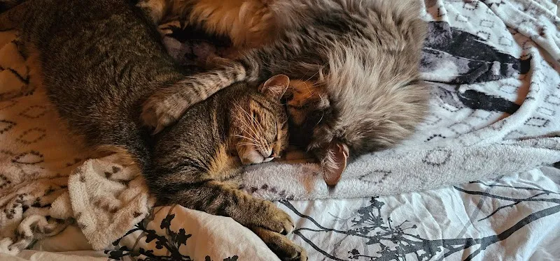 Patte de Loup — Katzenpension in Martigny, Wallis. Bewertung 5.0/5.