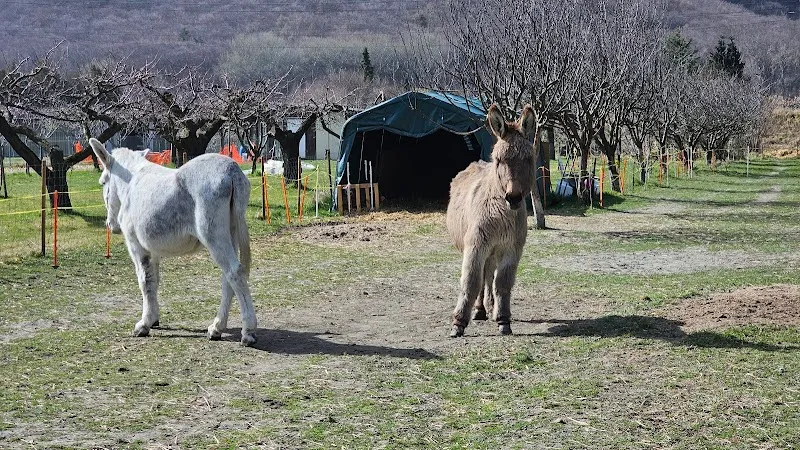 Patte de Loup — Pensione per gatti, Martigny, Vallese. Foto 2