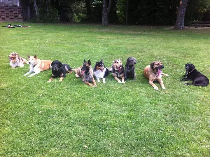 Patte de Loup — Pensione per gatti, Martigny, Vallese. Foto 3