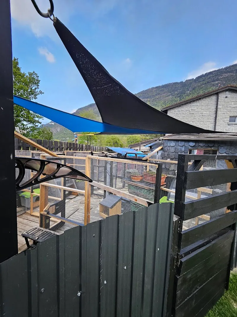 Pi-Nous Wood et Pi-Nous Pension — Katzenpension in Riddes, Wallis. Bewertung 5.0/5.