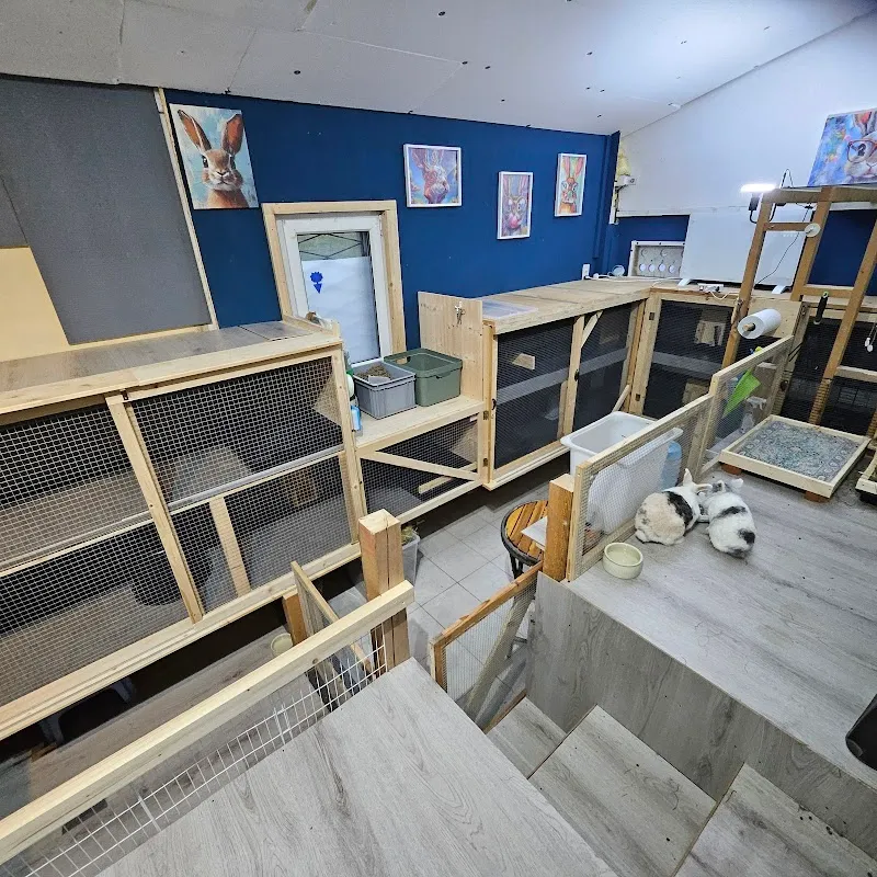 Pi-Nous Wood et Pi-Nous Pension — Pension pour chats, Riddes, Valais. Foto 2