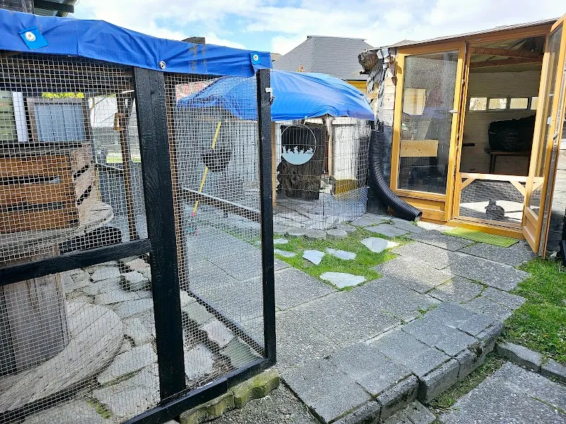 Pi-Nous Wood et Pi-Nous Pension — Pension pour chats, Riddes, Valais. Foto 3