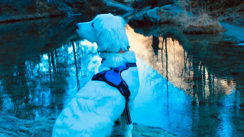 The Golden Adventure — Katzenpension in Sierre, Wallis. Bewertung 5.0/5.