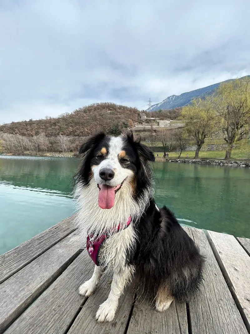 The Golden Adventure — Katzenpension, Sierre, Wallis. Foto 2